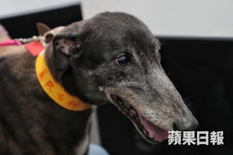 ■漁護署昨公佈港人領養格力犬新安排。 ■漁護署昨公佈港人領養格力犬新安排。