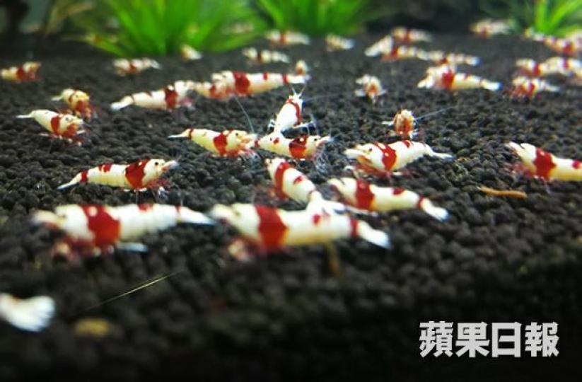 ■身長只有數十毫米的日本水晶蝦一隻可賣200至逾萬元。張軍攝 ■身長只有數十毫米的日本水晶蝦一隻可賣200至逾萬元。張軍攝