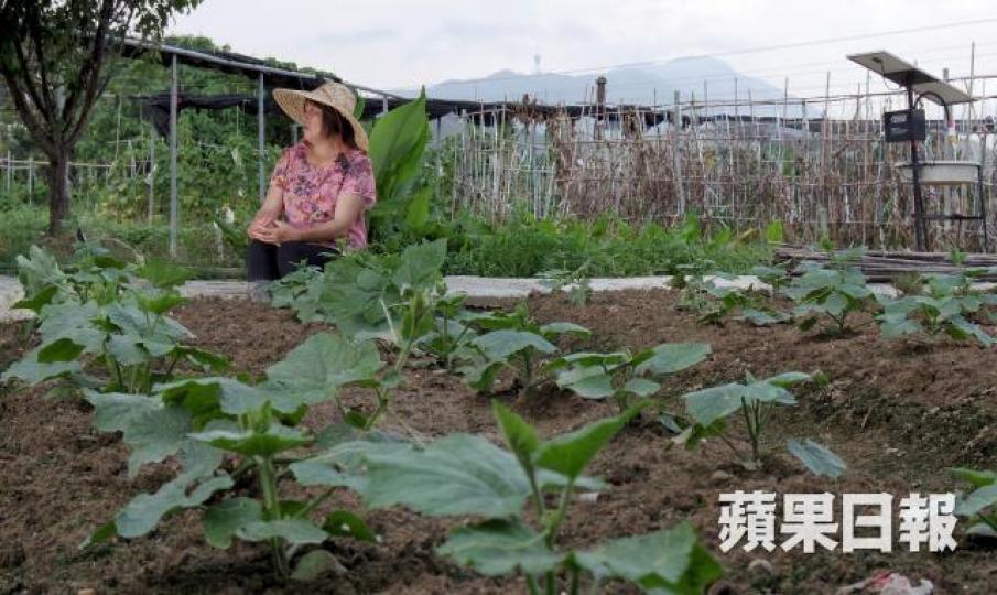 ■黃七娣申請農業持續發展基金遇阻滯,但她謂不會輕言放棄。 ■黃七娣申請農業持續發展基金遇阻滯,但她謂不會輕言放棄。