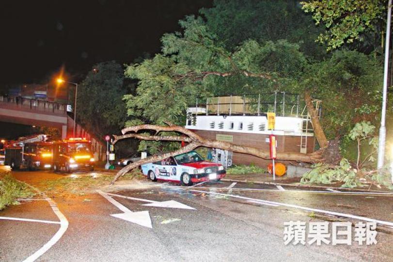 ■一輛的士在西貢南圍遭塌樹壓毀。潘志能攝 ■一輛的士在西貢南圍遭塌樹壓毀。潘志能攝