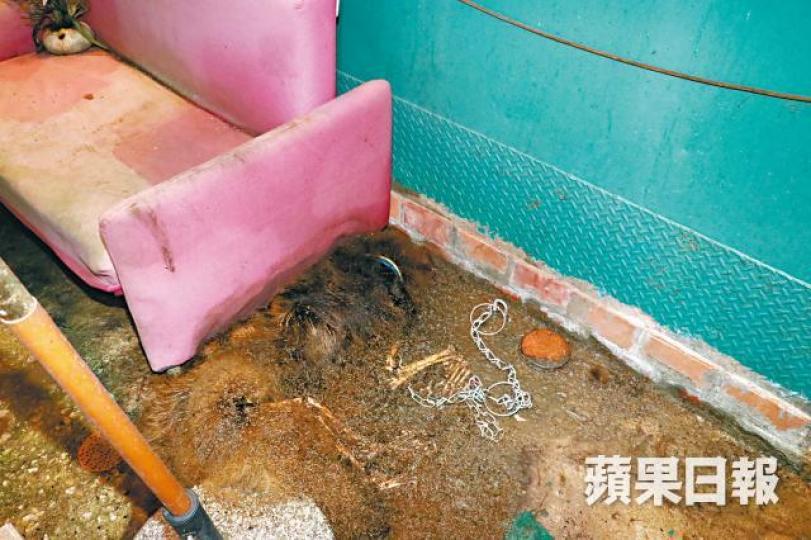 ■死去的藏獒化骨僅餘皮毛。鄭文輝攝 ■死去的藏獒化骨僅餘皮毛。鄭文輝攝