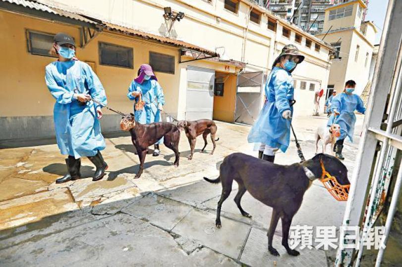 ■穿保護衣的義工昨帶格力犬在狗房內散步。何柏佳攝■狗倉無冷氣,格力犬的生活環境惡劣。 ■穿保護衣的義工昨帶格力犬在狗房內散步。何柏佳攝■狗倉無冷氣,格力犬的生活環境惡劣。