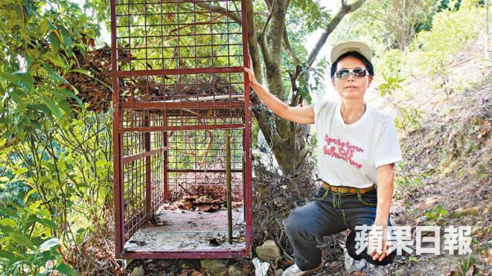 ■慈姐指漁護署在其屋外放置捕獸籠,惟成效不大。■斑斑曾為保護慈姐而被野豬獠牙撞至重傷。受訪者提供圖片 ■慈姐指漁護署在其屋外放置捕獸籠,惟成效不大。■斑斑曾為保護慈姐而被野豬獠牙撞至重傷。受訪者提供圖片