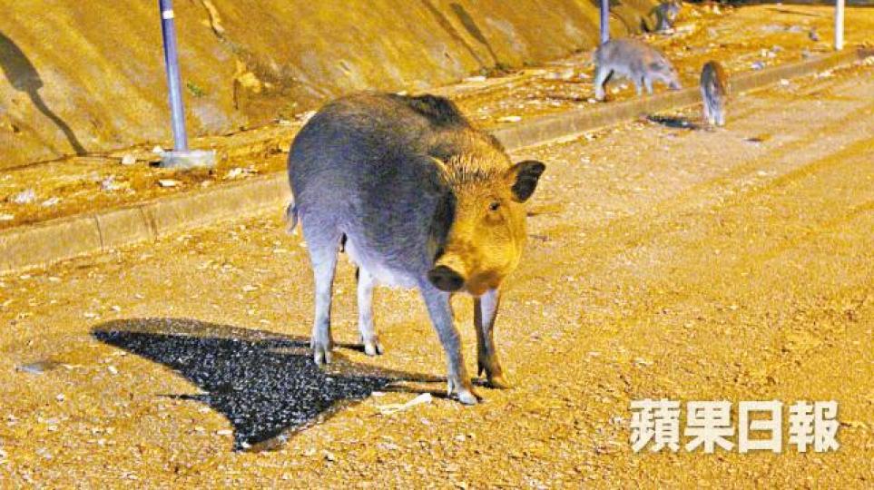 ■野豬一般不會主動攻擊人。 ■野豬一般不會主動攻擊人。