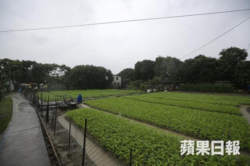 ■林鄭暗示短期土地供應要靠農地,擁有大量農地的恒地與新地,似有投資者正在靜靜的收集。 資料圖片 ■林鄭暗示短期土地供應要靠農地,擁有大量農地的恒地與新地,似有投資者正在靜靜的收集。 資料圖片