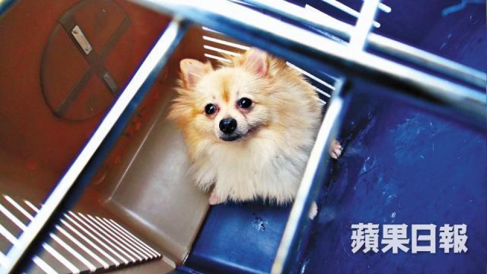 ■涉案松鼠狗「聚寶」。 ■涉案松鼠狗「聚寶」。