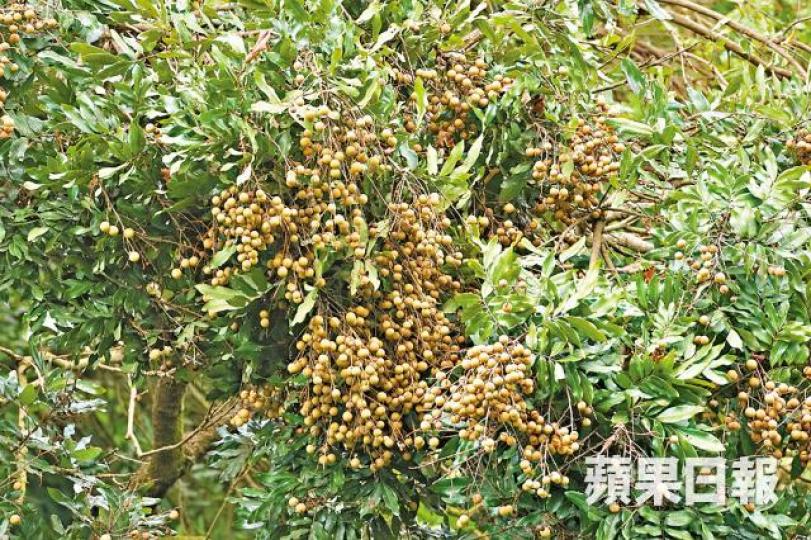 ■龍眼8月當造,現場樹上結滿果實。 ■龍眼8月當造,現場樹上結滿果實。
