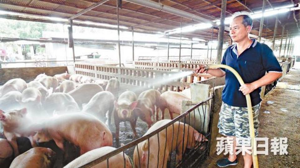 ■養豬30多年的林榮源稱,其錦田豬場高峰時有4,000多隻活豬。 ■養豬30多年的林榮源稱,其錦田豬場高峰時有4,000多隻活豬。