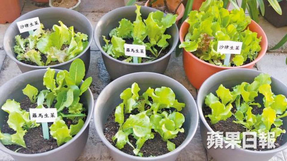 ■精神病人親手種出各種生菜。■沙田醫院復康花園的葡萄陸續成熟。朱家駿攝