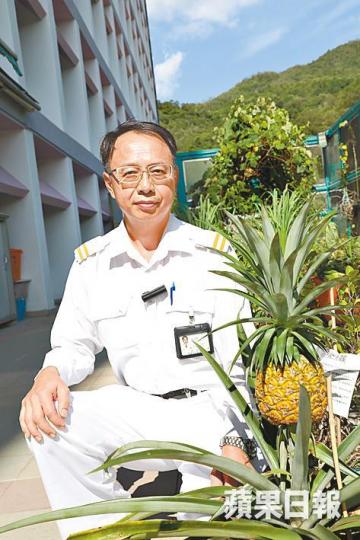 ■護士徐祐榮稱今年收割九個菠蘿大豐收。■園藝治療助院友改善社交技巧。醫院提供圖片