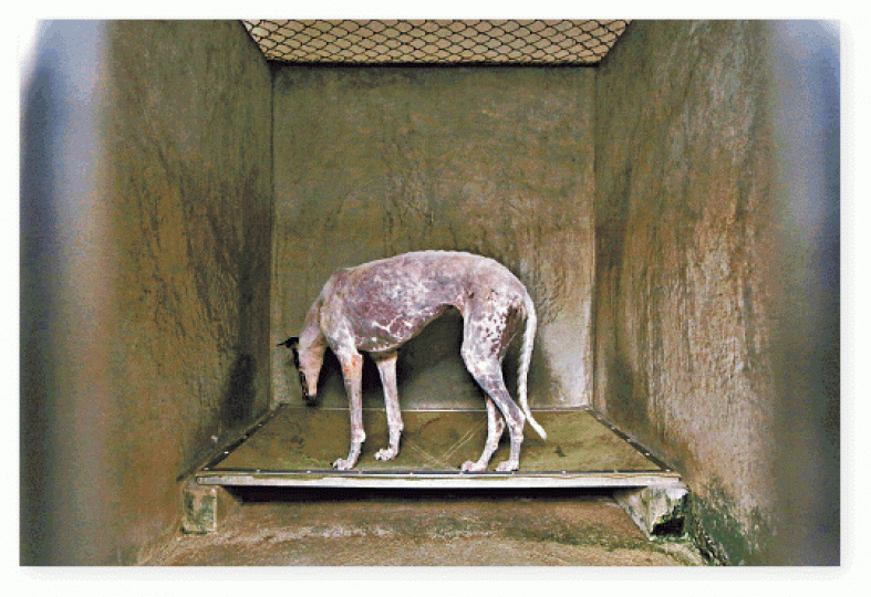 ■格力犬在狗房內生活悲慘。■多數格力犬仍等候領養,安家之處仍未有定數。■狗房內的格力犬仍然缺乏人手照顧。■狗房在傳媒參觀前才進行大清冼。 ■格力犬在狗房內生活悲慘。■多數格力犬仍等候領養,安家之處仍未有定數。■狗房內的格力犬仍然缺乏人手照顧。■狗房在傳媒參觀前才進行大清冼。