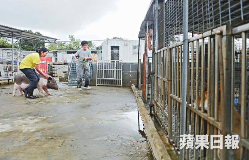 【見新鄰居】■兩度被逼遷的BuBu搬入犬舍，與狗友為鄰。