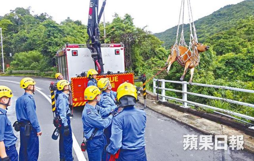 ■消防員用吊臂加繩網由山坡下吊起黃牛。劉永明攝■村民發現黃牛角纏繩，懷疑遭虐待。西貢護牛天使圖片