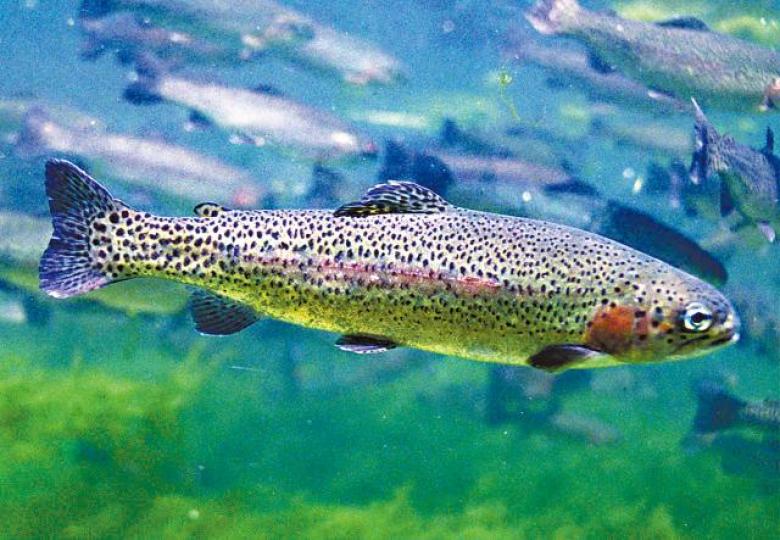 虹鱒三文魚 虹鱒三文魚