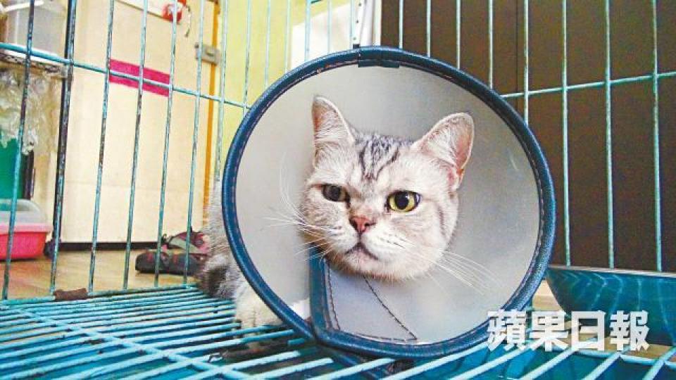 ■主人葉小姐指貓女「臭丸」手術後情緒不安,害怕陌生人。張培生攝■貓女手術後留下腹部絕育傷口,3個乳頭受傷。葉小姐提供圖片 ■主人葉小姐指貓女「臭丸」手術後情緒不安,害怕陌生人。張培生攝■貓女手術後留下腹部絕育傷口,3個乳頭受傷。葉小姐提供圖片