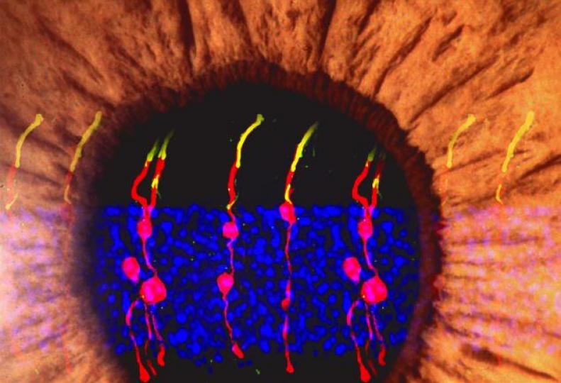 _e123_HEo77U_eye