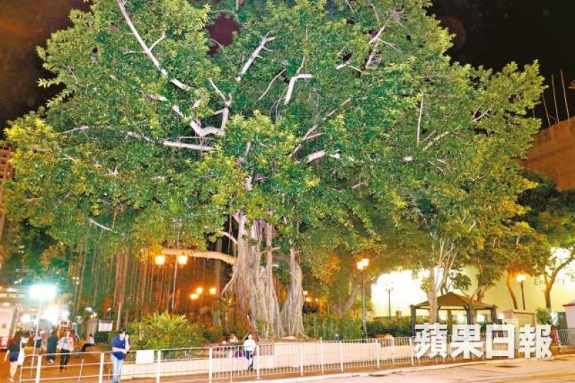 觀塘裕民坊休憩花園的印度橡樹,樹冠覆蓋半個花園。 觀塘裕民坊休憩花園的印度橡樹,樹冠覆蓋半個花園。
