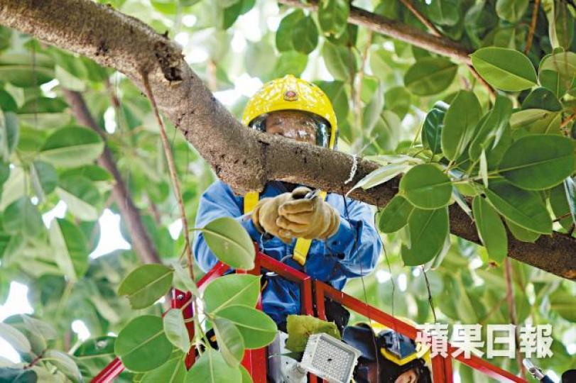 意外發生後,消防員鋸走有潛在危險的樹椏。張培生攝樹木辦職員到場評估涉事印度橡樹狀況。 意外發生後,消防員鋸走有潛在危險的樹椏。張培生攝樹木辦職員到場評估涉事印度橡樹狀況。