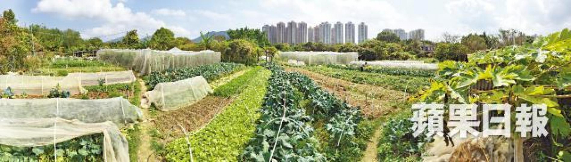 新界集體官契農地租用期至2047年。資料圖片 新界集體官契農地租用期至2047年。資料圖片