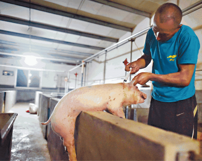 中國大批豬隻感染「非洲豬瘟」，人員協助豬隻加強抵抗力。 資料圖片列為封鎖區的地區六星期不准外人進入。