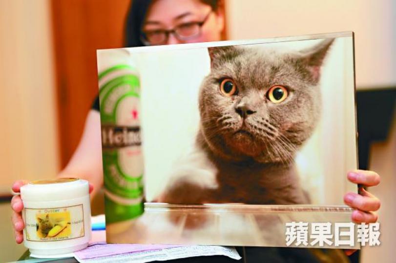 愛貓慘被OGAWA按摩椅夾死,王小姐要求機電署徹查。Oyster走入按摩椅被機械裝置夾住,救出時已身亡。事主提供圖片王小姐父親指事發當日抬起按摩椅救貓,惟最後搶救無效。梁瑞帆攝 愛貓慘被OGAWA按摩椅夾死,王小姐要求機電署徹查。Oyster走入按摩椅被機械裝置夾住,救出時已身亡。事主提供圖片王小姐父親指事發當日抬起按摩椅救貓,惟最後搶救無效。梁瑞帆攝