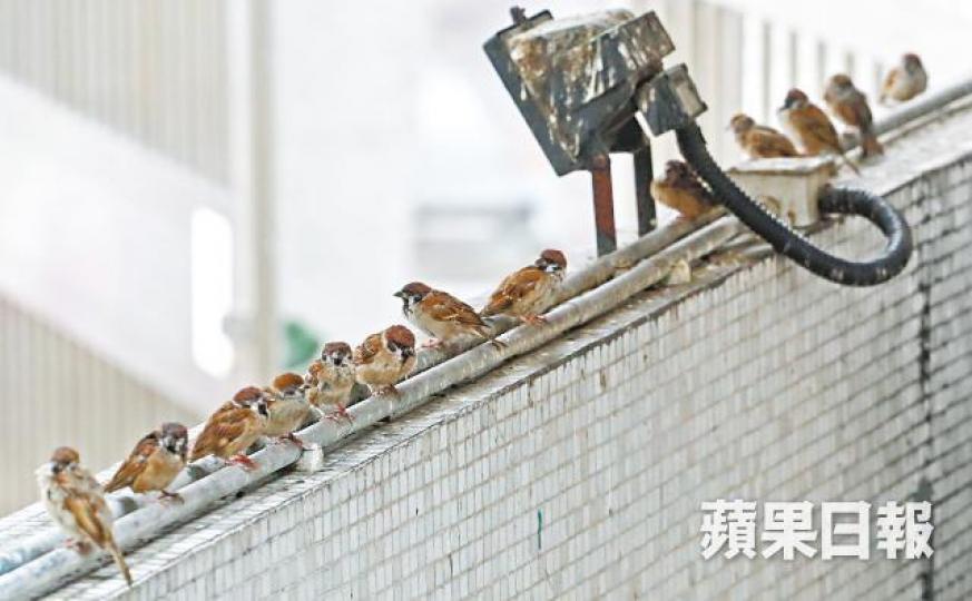 全港麻雀普查顯示,本港麻雀數量較前年少逾兩成。何家達攝彭俊超 全港麻雀普查顯示,本港麻雀數量較前年少逾兩成。何家達攝彭俊超