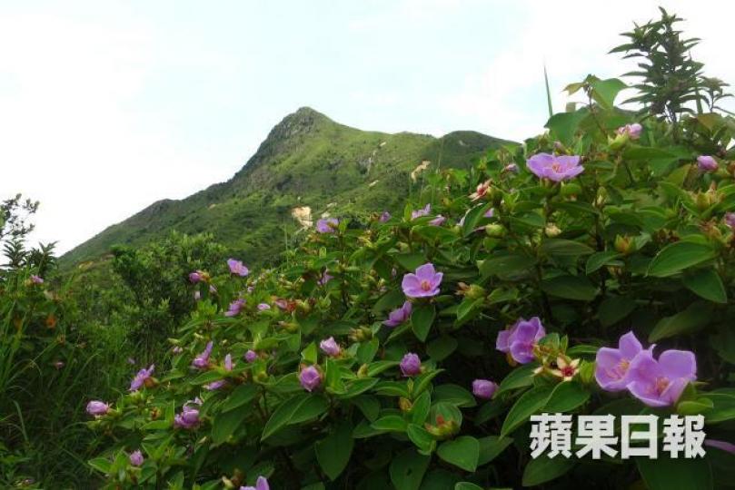 香港綠化和自然植被覆蓋率佔陸地總面積78%,住宅用地不到7%,商業用地更少於0.5%。 資料圖片 香港綠化和自然植被覆蓋率佔陸地總面積78%,住宅用地不到7%,商業用地更少於0.5%。 資料圖片
