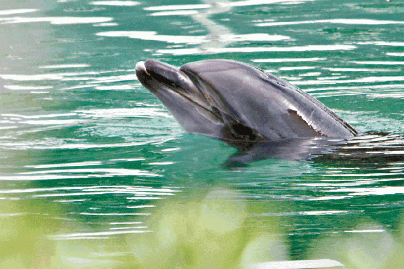 被遺棄的海豚「甜心」情況受外界關注。路透社犬吠埼海洋公園年初關閉。 被遺棄的海豚「甜心」情況受外界關注。路透社犬吠埼海洋公園年初關閉。