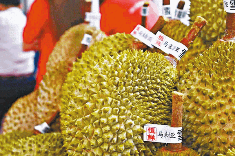 大馬原粒榴槤明年有望進軍中國。 大馬原粒榴槤明年有望進軍中國。
