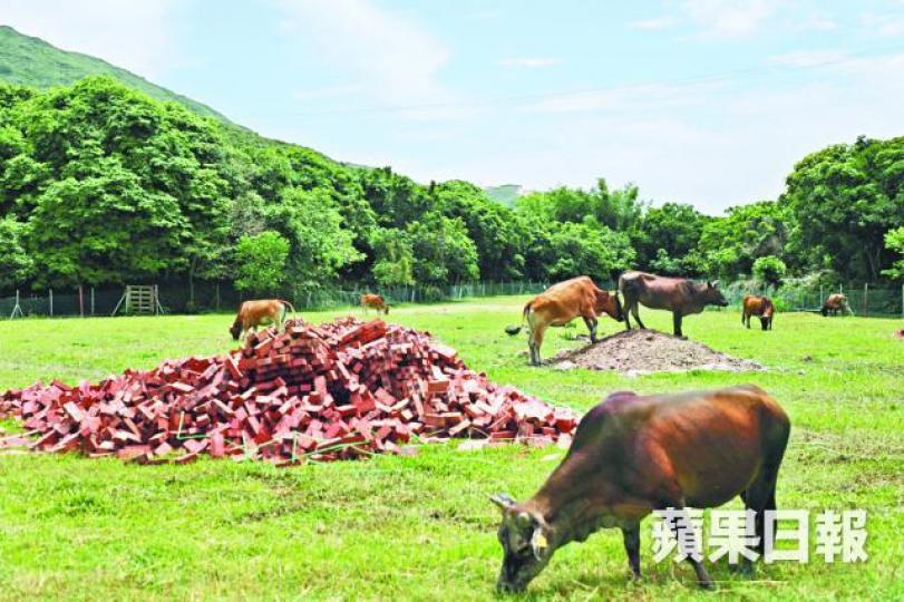 白腊附近農地仍有倒泥情況。 白腊附近農地仍有倒泥情況。