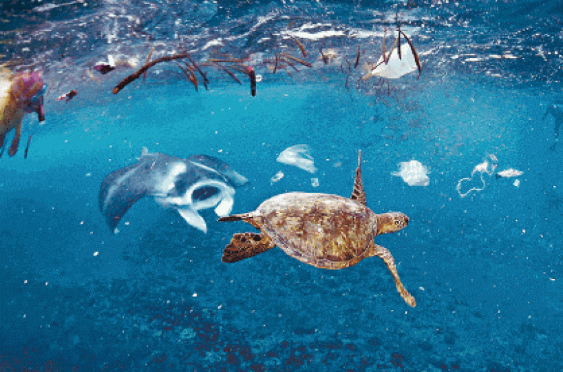 海洋充斥垃圾,威脅海洋生物安全。 海洋充斥垃圾,威脅海洋生物安全。