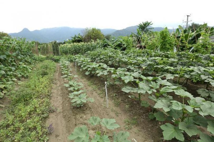 大陸公司嘅股票性質如同種菜一樣,非常容易受政策風暴影響,一吹就爛,結果就是稍有收成就收割。資料圖片 大陸公司嘅股票性質如同種菜一樣,非常容易受政策風暴影響,一吹就爛,結果就是稍有收成就收割。資料圖片