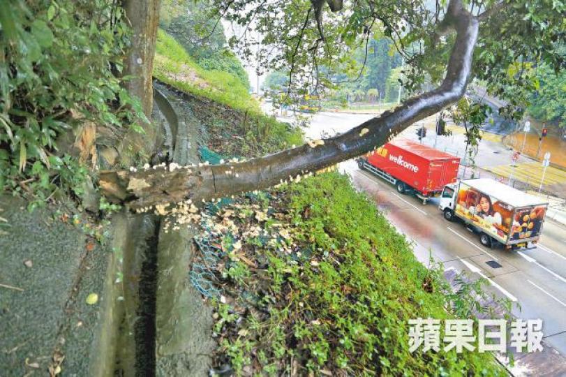 【柴 灣】斜坡上一棵受真菌感染大樹主幹已斷，僅餘約1米樹幹擱在斜坡邊緣「吊吊揈」。徐雲庭攝【東 涌】富東商場公園一棵細葉榕主幹大量長菇（圖），隨時塌下壓傷乘涼市民。【赤 柱】細葉榕大面積腐爛，樹木登記冊卻指其健康狀況好。