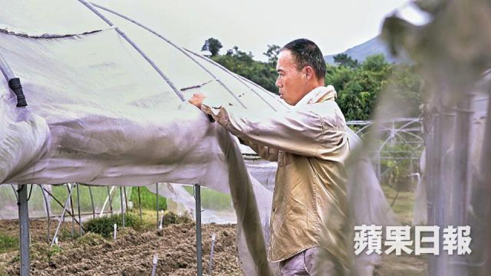 農夫黃如榮昨收起紗網降低受風面積，冀減少損失。彭志行攝