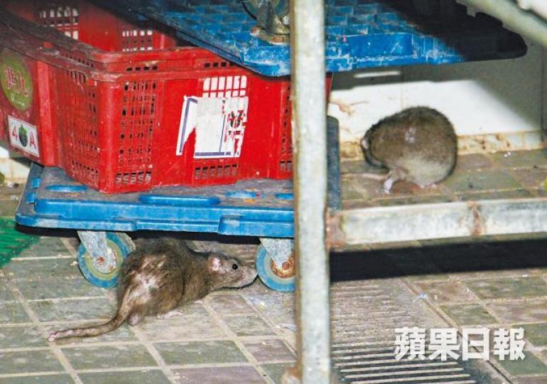 【荃灣】楊屋道街市附近後巷,每晚8時許檔口收工後,即變成老鼠樂園。 【荃灣】楊屋道街市附近後巷,每晚8時許檔口收工後,即變成老鼠樂園。