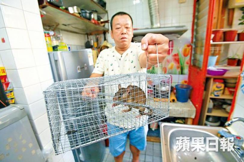 【天水圍】天耀邨居民郭先生近5個月在家中捕獲10多隻老鼠。梁瑞帆攝【何文田】愛民邨有7樓居民家中組合櫃的間隔木板遭老鼠咬爛。 【天水圍】天耀邨居民郭先生近5個月在家中捕獲10多隻老鼠。梁瑞帆攝【何文田】愛民邨有7樓居民家中組合櫃的間隔木板遭老鼠咬爛。