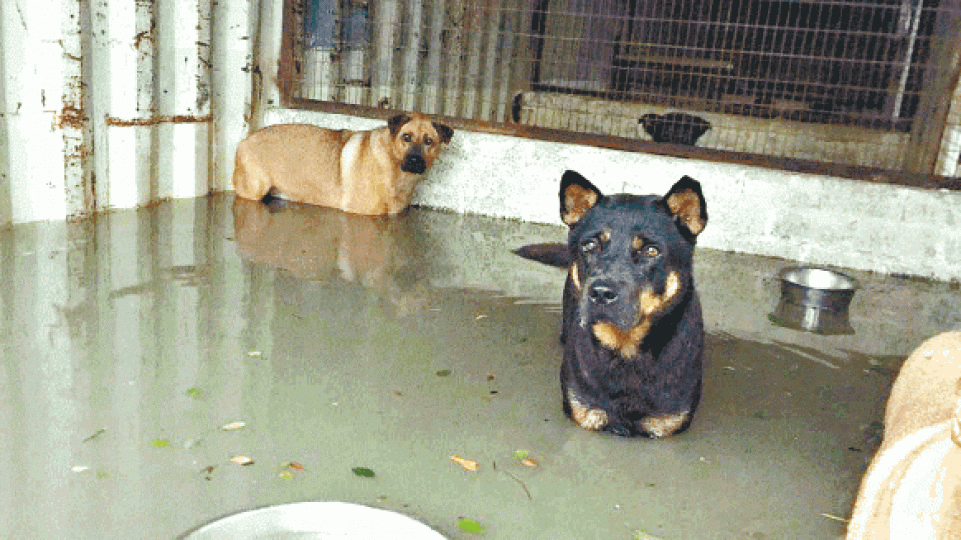 上白泥有400隻動物一度被困水中候援。互聯網 上白泥有400隻動物一度被困水中候援。互聯網