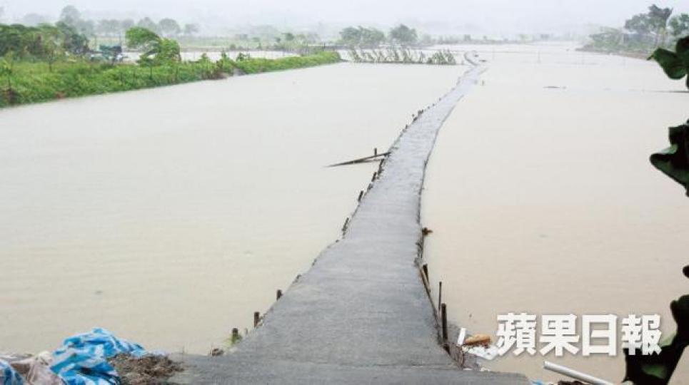 上水燕崗村路旁兩側農地被浸變成汪洋。張 軍攝 上水燕崗村路旁兩側農地被浸變成汪洋。張 軍攝