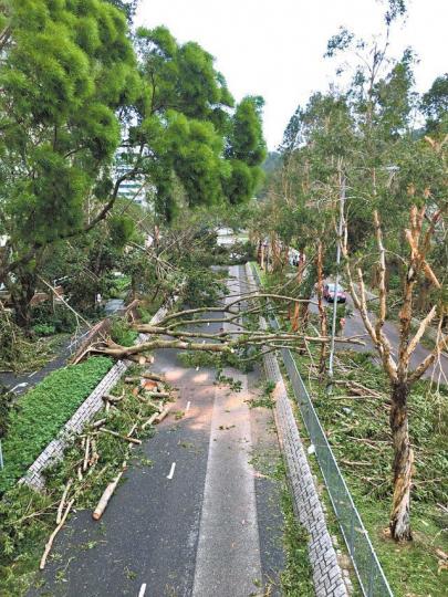 將軍澳昨有塌樹橫亙路中阻礙行車。讀者提供圖片 將軍澳昨有塌樹橫亙路中阻礙行車。讀者提供圖片