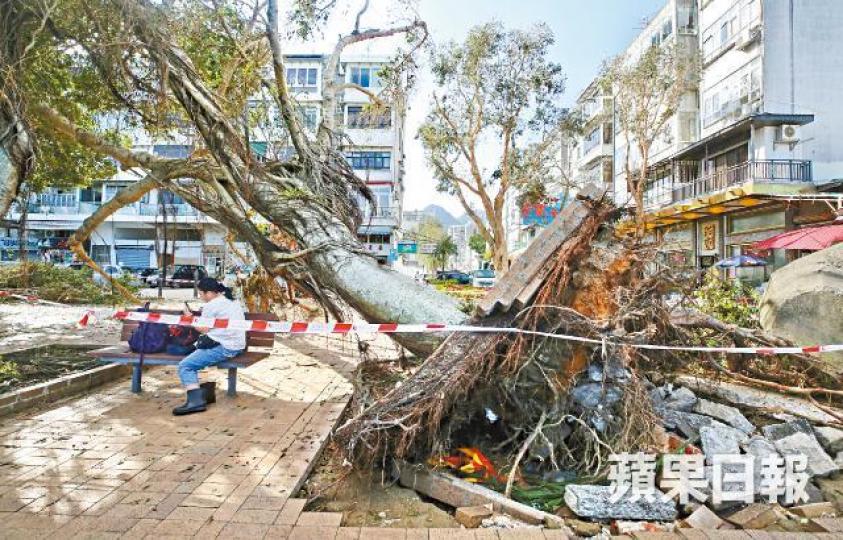山竹吹襲後西貢有「盆景樹」被連根拔起。馬泉崇攝樹木辦人員用電鋸切斷塌樹移走。 山竹吹襲後西貢有「盆景樹」被連根拔起。馬泉崇攝樹木辦人員用電鋸切斷塌樹移走。