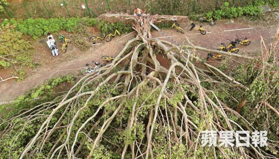 大樹倒在城門河畔單車徑上,學生須繞道而行。江俊豪攝 大樹倒在城門河畔單車徑上,學生須繞道而行。江俊豪攝
