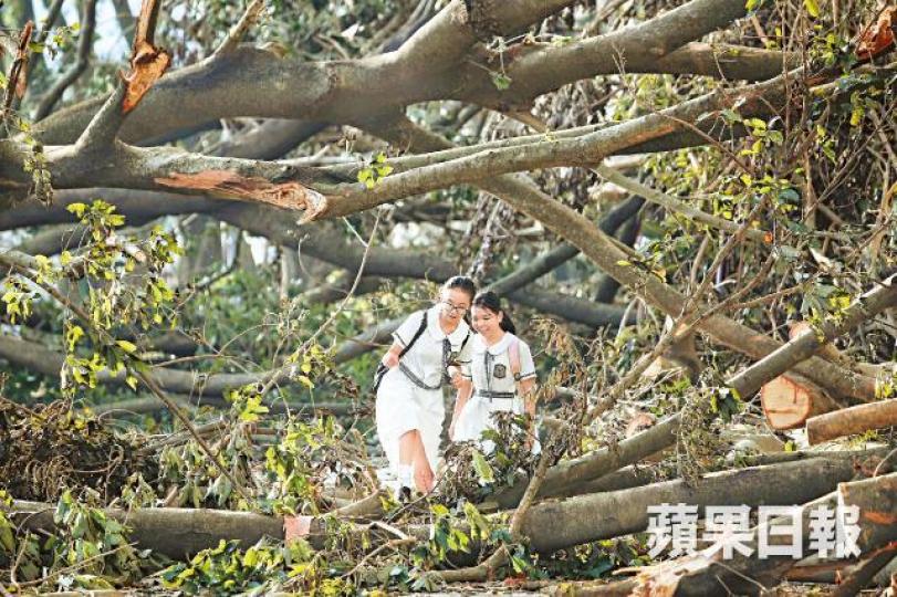 上水天平路塌樹處處,學生回校步步為營。許頌明攝拔萃男書院昨發起「山竹行動」,學生返校清理塌樹。易仰民攝 上水天平路塌樹處處,學生回校步步為營。許頌明攝拔萃男書院昨發起「山竹行動」,學生返校清理塌樹。易仰民攝