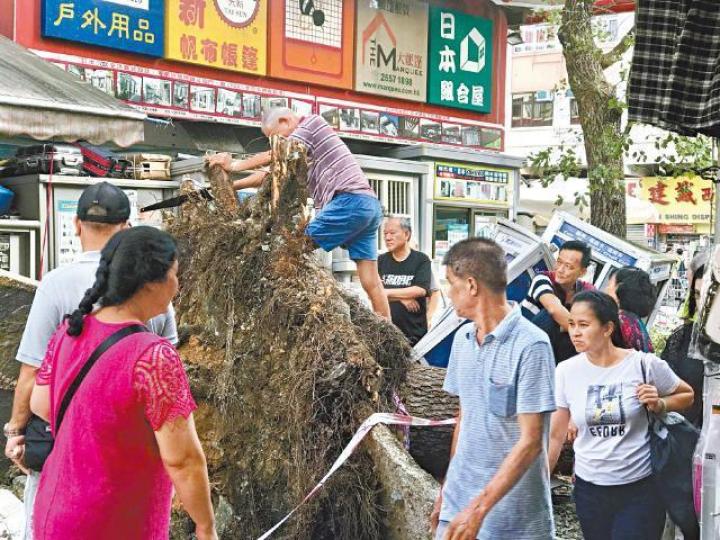 風災後大埔廣福道有樟樹倒塌,市民帶備鐵鋸「肢解」樹幹。讀者提供圖片【廣福道】越過封鎖線鋸樹的老翁展示戰利品。梁瑞帆攝【明雅苑】兩女一男在公園長椅合力鋸斷樟樹樹幹瓜分。潘婉玲攝 風災後大埔廣福道有樟樹倒塌,市民帶備鐵鋸「肢解」樹幹。讀者提供圖片【廣福道】越過封鎖線鋸樹的老翁展示戰利品。梁瑞帆攝【明雅苑】兩女一男在公園長椅合力鋸斷樟樹樹幹瓜分。潘婉玲攝