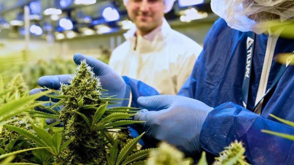 加拿大醫學大麻公司Tilray今年7月以17美元上市,本周三收市價是214.06美元,現時市值199億美元。互聯網圖片 加拿大醫學大麻公司Tilray今年7月以17美元上市,本周三收市價是214.06美元,現時市值199億美元。互聯網圖片
