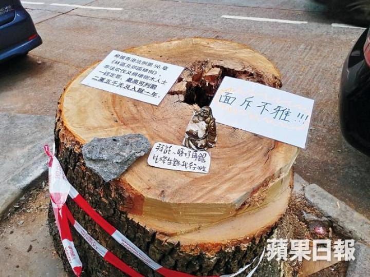 熱心人在被鋸樟樹上放上佛像及「面斥不雅」字句,呼籲市民不要再鋸。溫文學攝佐敦德成街一棵樟樹經歷風災,屹立不倒。 熱心人在被鋸樟樹上放上佛像及「面斥不雅」字句,呼籲市民不要再鋸。溫文學攝佐敦德成街一棵樟樹經歷風災,屹立不倒。
