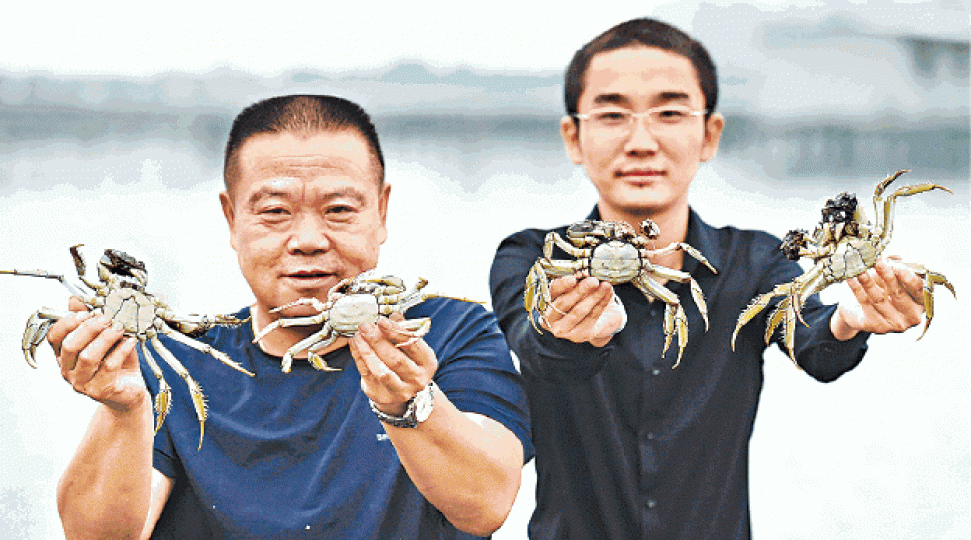 陽澄湖大閘蟹開捕應市。 陽澄湖大閘蟹開捕應市。