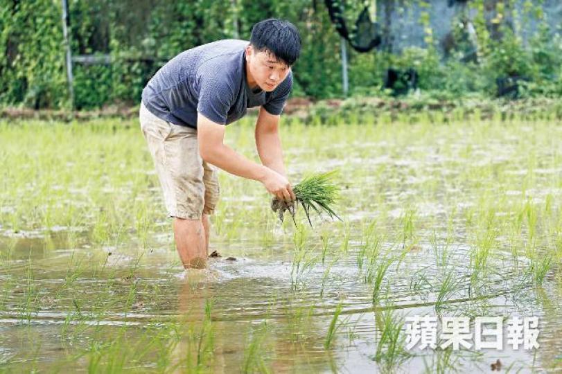 八月尾插秧,但經常下雨,Mole說相比蔬菜,稻米不太怕雨。許頌明攝收割後的穀殼要曬乾,才進行打穀等步驟。Mole為了復耕稻田,特地到廣西去買米種。 八月尾插秧,但經常下雨,Mole說相比蔬菜,稻米不太怕雨。許頌明攝收割後的穀殼要曬乾,才進行打穀等步驟。Mole為了復耕稻田,特地到廣西去買米種。