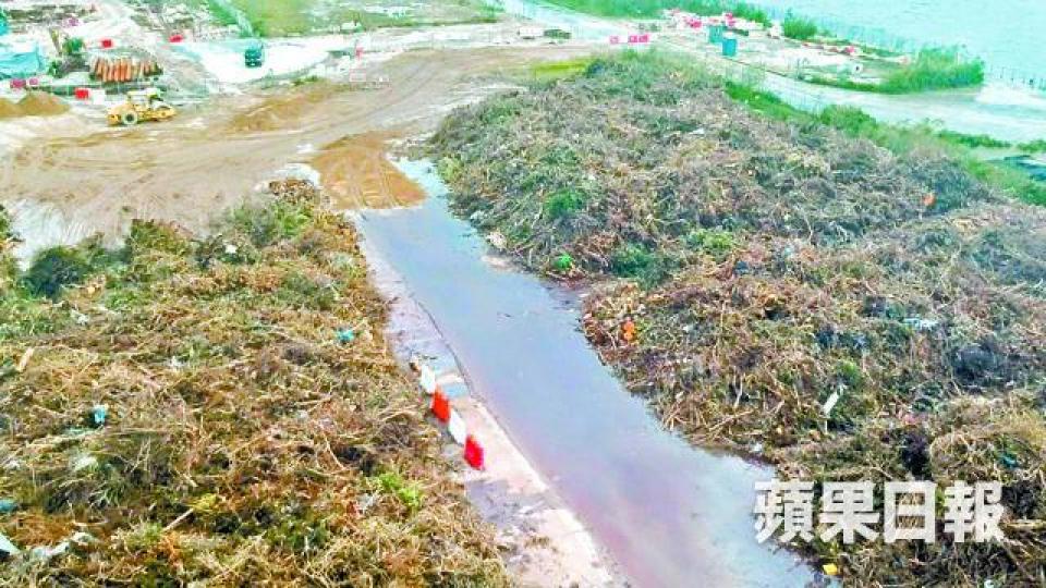 啟德其中一個塌樹收集區已爆滿,放置地方已有積水。 啟德其中一個塌樹收集區已爆滿,放置地方已有積水。