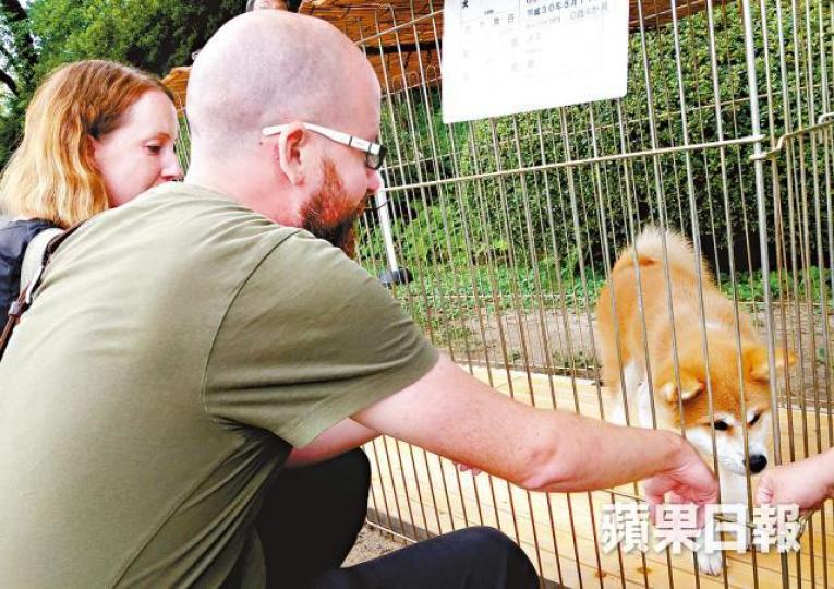 不少外國遊客專程往接觸秋田犬。 不少外國遊客專程往接觸秋田犬。