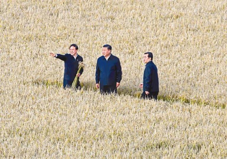 幹部特意開路,讓習近平(中)置身「麥浪滾滾」豐收景象拍照。 新華社 幹部特意開路,讓習近平(中)置身「麥浪滾滾」豐收景象拍照。 新華社
